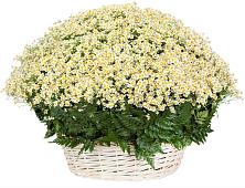 Цветочная композиция из Ромашки в корзине #REPLACE_PRED# Спасск-Дальнем
